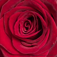 Stor röd ros - Rosor - Skicka blommor i %city%